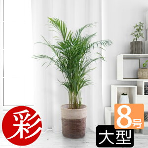ヤシ の木 観葉植物の人気商品 通販 価格比較 価格 Com