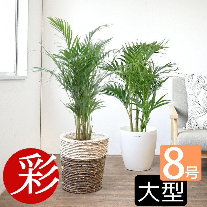 楽天市場 観葉植物 アレカヤシ8号鉢 2種類から選べる鉢カバー付 インテリア アジアン おしゃれ 引越し祝い 開店祝い 移転祝い 新築祝い お祝い ヤシの木 大型 送料無料 室内 ギフト プレゼント 観葉植物の専門店 彩植健美