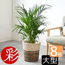 楽天市場】ヤシの木 観葉植物 大型の通販