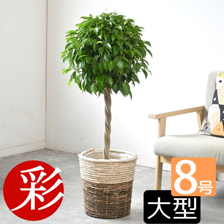 楽天市場】ベンジャミン 観葉植物 8号鉢 本物 送料無料 ベンジャミナ 