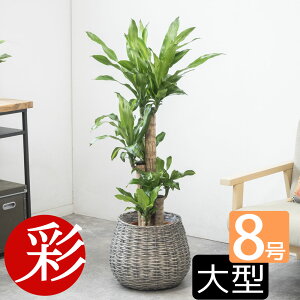 ϗtA N̂ { Iׂ 8 Jo[t ^ pL bJ KW} K̖ I[KX^ |gX QbLc TXxA AJV CeA  ^ ItBX 