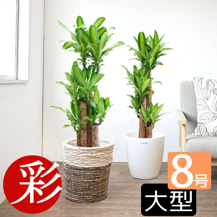 楽天市場 幸福の木 8号鉢 2種類から選べる鉢カバー付 セット 観葉植物 ドラセナ おしゃれ 室内 オフィス ギフト プレゼント 観葉植物の専門店 彩植健美