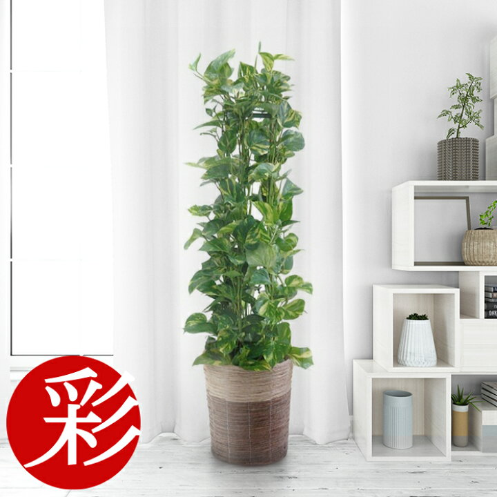楽天市場 ポトス 観葉植物 送料無料 ポトスタワー 8号 鉢カバー付 引越し祝い 開店祝い 新築祝い 大型 お祝い おしゃれ インテリア アジアン ビジネス 開店 オープン 観葉植物の専門店 彩植健美
