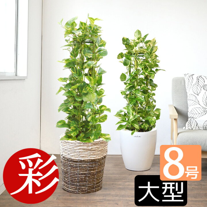 楽天市場 ポトス 観葉植物 送料無料 ポトスタワー 8号 2種類から選べる鉢カバー付 引越し祝い 開店祝い 移転祝い 新築祝い 大型 お祝い おしゃれ インテリア アジアン ビジネス 開店 オープン 室内 オフィス ギフト プレゼント 観葉植物の専門店 彩植健美 楽天市場 ポトス 観葉植物 送料無料 ポトスタワー 8号 2種類から選べる鉢カバー付 引越し祝い 開店祝い 移転祝い 新築祝い 大型 お祝い おしゃれ インテリア アジアン ビジネス 開店 オープン 室内 オフィス ギフト プレゼント 観葉植物の専門店 彩植健美