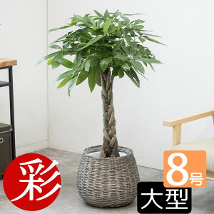 ϗtA { Iׂ 8 Jo[t ^ pL TXxA AJV |gX pL ϗtA I[KX^ QbLc bJ  CeA JXj ړ]j ItBX Mt