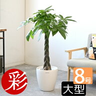 【15日正午までポイント2倍】観葉植物 本物 選べる 8号鉢 鉢カバー付き 大型 パキラ サンスベリア アレカ…
