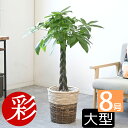 パキラ 8号鉢 選べる鉢カバー付 セット 観葉植物 本物 大型 おしゃれ インテリア パキラ 観葉植物 お祝い 開店祝い 移転祝い 新築祝い 室内 オフィス ギフト プレゼント 観葉植物 パキラ