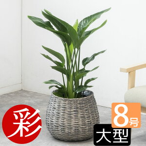 ϗtA { Xg`AEI[KX^ 8 Iׂ锫Jo[t  CeA AWA  lC zj JXj ړ]j Vzj ]j j ^ rWlX  