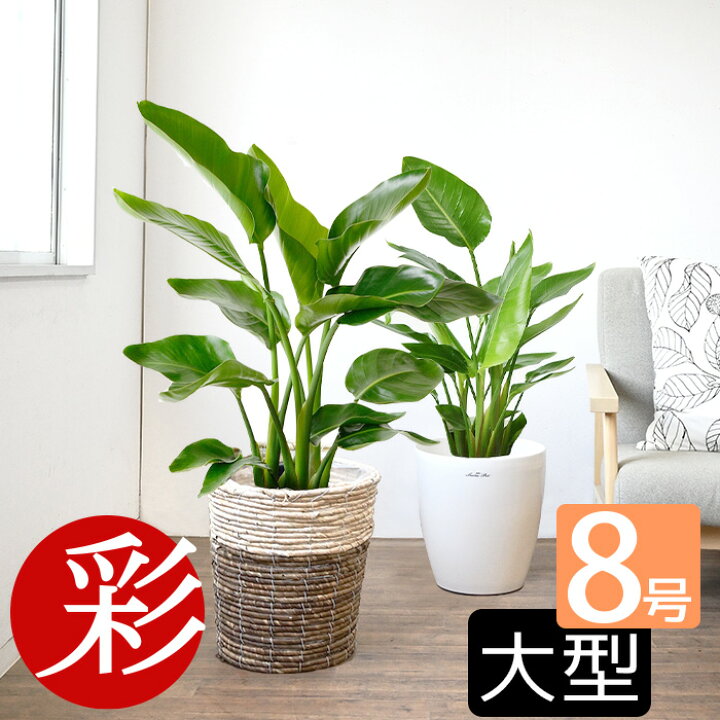 楽天市場 観葉植物 ストレリチア オーガスタ 8号 2種類から選べる鉢カバー付 送料無料 インテリア アジアン おしゃれ 人気 引越し祝い 開店祝い 移転祝い 新築祝い 転居祝い お祝い 大型 ビジネス 室内 オフィス ギフト プレゼント 観葉植物の専門店 彩植健美