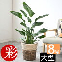 観葉植物 本物 ストレリチア・オーガスタ 8号 選べる鉢カバー付 送料無料 インテリア アジアン おしゃれ 人気 引越し祝い 開店祝い 移転祝い 新築祝い 転居祝い お祝い 大型 ビジネス 室内 オフィス ギフト プレゼント