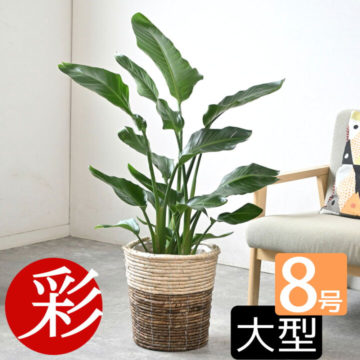 楽天市場】観葉植物 ストレリチア・オーガスタ 8号 選べる鉢カバー付 