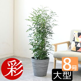 観葉植物 8種類の樹種から選べる 縁起のいい木 8号 鉢カバー付きセット 幸福の木 ユッカ オーガスタ ポトス ゲッキツ サンスベリア アレカヤシ パキラ ガジュマル インテリア おしゃれ 大型 オフィス ギフト プレゼント