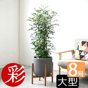 y7܂3N[|zzzϗtA { VNWX~ QbLc 8 Iׂ锫Jo[t  CeA AWA  lC zj JXj ړ]j Vzj ]