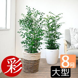 観葉植物 シルクジャスミン 8号の人気商品 通販 価格比較 価格 Com