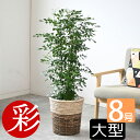 観葉植物 シルクジャスミン ゲッキツ 8号 選べる鉢カバー付 本物 大型 スタンド インテリア アジアン おしゃれ 人気 引越し祝い 開店祝い 移転祝い 新築祝い 転居祝い お祝い ビジネス オフィス ギフト プレゼント 母の日