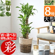 観葉植物 縁起のいい木 8号鉢 選べる 鉢カバー付き 大型 本物 パキラ ユッカ ガジュマル 幸福の木 オーガ…