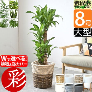 観葉植物 縁起のいい木 8号鉢 選べる 鉢カバー付き 大型 本物 パキラ ユッカ ガジュマル 幸福の木 オーガスタ ポト