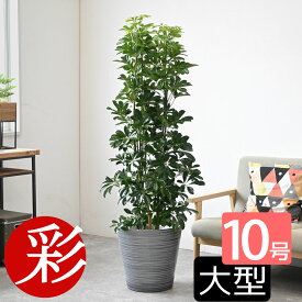 【7日までポイント5倍】カポック 観葉植物 ホンコン カポック 10号鉢 選べる鉢カバー付き 大型 インテリア 引越し祝い 開店祝い 移転祝い 新築祝い お祝い 観葉植物 室内 オフィス ギフト プレゼント 花 父の日