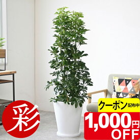 【11/30まで1,000円引クーポン配布中】ホンコンカポック10号 陶器（ファイバークレイ）鉢カバー付 大型 観葉植物 本物 インテリア アジアン おしゃれ 引越し祝い 開店祝い 移転祝い 新築祝い お祝い 観葉植物 本物 カポック 室内 オフィス ギフト プレゼント 花