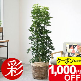 【11/30まで1,000円引クーポン配布中】観葉植物 大型 ホンコンカポック 10号鉢 本物 選べる鉢カバー付き お祝い インテリア アジアン 和風 観葉植物 カポック 開店祝い 移転祝い 新築祝い 引越し祝い 室内 オフィス ギフト プレゼント ホンコンカポック 観葉植物