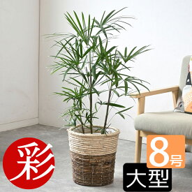 観葉植物 シュロチク 棕櫚竹 8号 鉢カバー付 大型 和風 インテリア 新築祝い お祝い 植物 室内 オフィス ギフト プレゼント 父の日