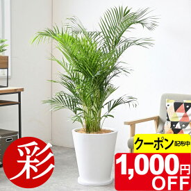 【11/30まで1,000円引クーポン配布中】アレカヤシ 観葉植物 ヤシの木 10号鉢 大型 陶器（ファイバークレイ）鉢カバー付き 本物 観葉植物 アレカヤシの木 引越し祝い 新築祝い 開店祝い 移転祝い インテリア お祝い オフィス ギフト プレゼント 花 アレカヤシ 観葉植物