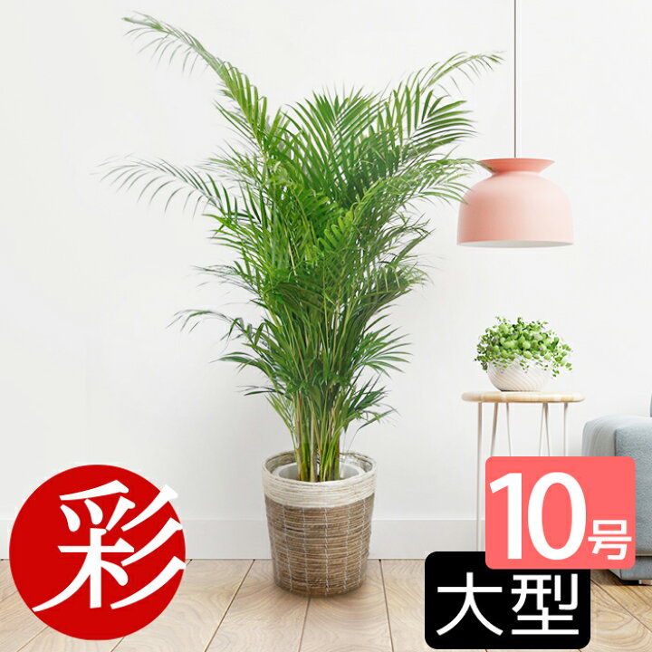 楽天市場 観葉植物アレカヤシ ヤシの木 10号 鉢カバーオプション 大型 観葉植物 引越し祝い 新築祝い 開店祝い 移転祝い インテリア 室内 ギフト プレゼント 観葉植物の専門店 彩植健美