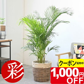 【11/30まで1,000円引クーポン配布中】アレカヤシ 観葉植物 ヤシの木 10号鉢 大型 選べる鉢カバー付き 本物 観葉植物 アレカヤシの木 引越し祝い 新築祝い 開店祝い 移転祝い インテリア 室内 オフィス ギフト プレゼント 花 アレカヤシ 観葉植物