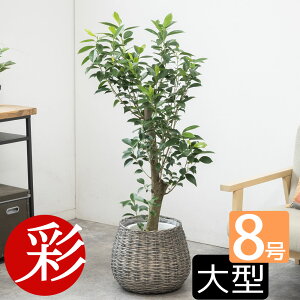 ϗtA N̂ { Iׂ 8 Jo[t ^ pL bJ KW} K̖ I[KX^ |gX QbLc TXxA AJV CeA  ^ ItBX 