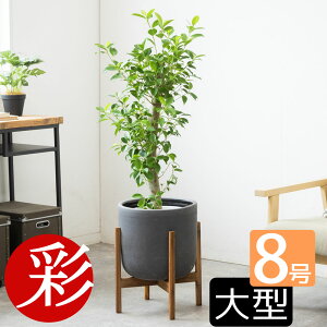 �ϗt�A�� ���N�̂����� �{�� �I�ׂ� 8���� ���J�o�[�t�� ��^ �p�L�� ���b�J �K�W���}�� �K���̖� �I�[�K�X�^ �|�g�X �Q�b�L�c �T���X�x���A �A���J���V �C���e���A ������� ��^ �I�t�B�X 