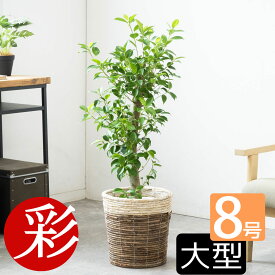 【16日までポイント3倍】観葉植物 ガジュマル 8号鉢 大型 本物 選べる鉢カバー付 多幸の木 観葉植物 がじゅまる フィカス属 インテリア アジアン 引越し祝い 開店祝い 移転祝い お祝い 新築祝い オフィス ギフト プレゼント 室内 ガジュマルの木