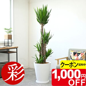 y12/28܂1,000~N[|zzzϗtA { ^ ɋ bJ 10 it@Co[NCjJo[t CeA AWA  lC zj JXj ړ]j V