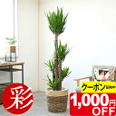 【12/28まで1,000円引クーポン配布中】観葉植物 ユッカ・エレファンティペス 10号鉢 選べる鉢カバー付き 大型 青年の木 観葉植物 ユッカ 本物 お祝い 開店祝い 移転祝い 新築祝い 引越し祝い インテリア おしゃれ 室内 オフィス ユッカ・エレファンティペス 観葉植物