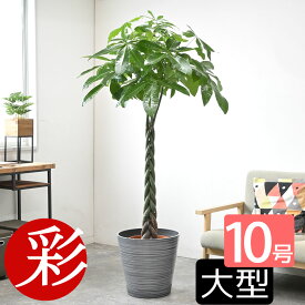 【7日までポイント5倍】観葉植物 パキラ 10号鉢 選べる鉢カバー付き 送料無料 大型 インテリア 引越し祝い 新築祝い 開店祝い 移転祝い アジアン おしゃれ 室内 オフィス ギフト プレゼント 花 父の日