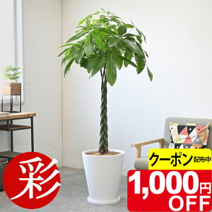 y10/31܂1,000~N[|zzzpL 10 it@Co[NCjJo[t ^ ϗtA { _ gsJ CeA X^CbV  zj JXj ړ]