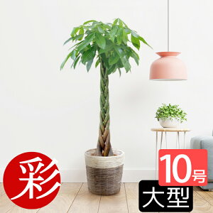 アジアン 観葉植物の人気商品 通販 価格比較 価格 Com
