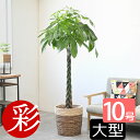 パキラ 観葉植物 10号鉢 大型 本物 選べる鉢カバー付き 送料無料 パキラ 観葉植物 お祝い インテリア 引越し祝い 新築祝い 開店祝い 移転祝い アジアン おしゃれ 室内 オフィス ギフト プレゼント 花 パキラ 観葉植物