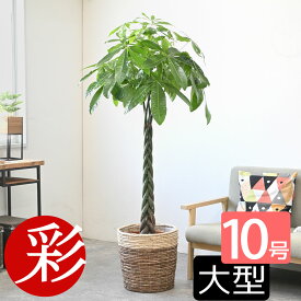 【発送遅れてゴめんねポイント5倍】観葉植物 パキラ 10号鉢 選べる鉢カバー付き 送料無料 大型 インテリア 引越し祝い 新築祝い 開店祝い 移転祝い アジアン おしゃれ 室内 オフィス ギフト プレゼント 花 母の日