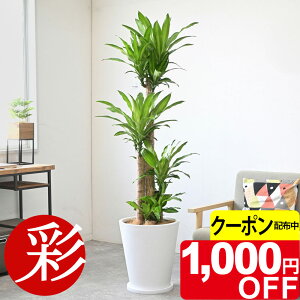 y9/30܂1,000~N[|zzzK̖ 10 Jo[t it@Co[NCj ^ ϗtA { K̖ CeA zj JXj ړ]j Vzj j ϗtA {