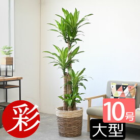 観葉植物 幸福の木 10号 選べる鉢カバー付き 送料無料 大型 インテリア おしゃれ 引越し祝い 新築祝い ドラセナ 室内 オフィス ギフト プレゼント 花 母の日