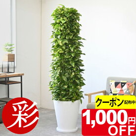 【11/30まで1,000円引クーポン配布中】ポトス タワー仕立て 10号 陶器（ファイバークレイ）鉢カバー付 大型 観葉植物 本物 モダン トロピカル インテリア スタイリッシュ おしゃれ 引越し祝い 開店祝い 移転祝い 新築祝い お祝い 室内 オフィス ギフト プレゼント 花