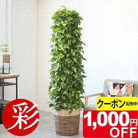 【11/30まで1,000円引クーポン配布中】観葉植物 ポトス 10号鉢（タワー仕立て） 本物 選べる鉢カバー付き 大型 ポトスタワー 観葉植物 インテリア アジアン 引越し祝い 開店祝い 移転祝い 新築祝い お祝い 誕生日 室内 オフィス ギフト プレゼント 花 ポトス 観葉植物