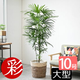 シュロチク 棕櫚竹 10号 選べる鉢カバー付 大型 観葉植物 インテリア 観葉植物 室内 オフィス ギフト プレゼント 花 母の日