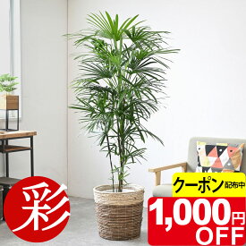 【12/28まで1,000円引クーポン配布中】観葉植物 シュロチク 棕櫚竹 10号鉢 選べる鉢カバー付 大型 観葉植物 シュウロ 本物 インテリア 開店祝い 移転祝い 新築祝い アジアン 和風 室内 オフィス ギフト プレゼント 花 シュロチク 観葉植物
