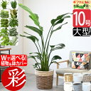 観葉植物 本物 大型 選べる 10号鉢 鉢カバー付き オーガスタ フィカス 幸福の木 ユッカ ホンコンカポック ロブスター ゴムの木 ポトス タワー/ヘゴ仕立て パキラ マングーカズラ ゲッキツ アレカヤシ ストレリチア 花