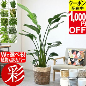 【11/30まで1,000円引クーポン配布中】観葉植物 本物 大型 選べる 10号鉢 鉢カバー付き オーガスタ フィカス 幸福の木 ユッカ ホンコンカポック ロブスター ゴムの木 ポトス タワー/ヘゴ仕立て パキラ マングーカズラ ゲッキツ アレカヤシ ストレリチア 花