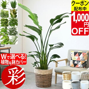 y9/30܂1,000~N[|zzzϗtA { ^ Iׂ 10 Jo[t I[KX^ tBJX K̖ bJ zRJ|bN uX^[ S̖ |gX ^[/wSd 