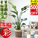 【4/15まで500円引クーポン配布中】観葉植物 本物 大型 選べる 10号鉢 鉢カバー付き オーガスタ フィカス 幸福の木 ユッカ ホンコンカポック ロブスター ゴムの木 ポトス タワー/ヘゴ仕立て パキラ マングーカズラ ゲッキツ アレカヤシ ストレリチア 花