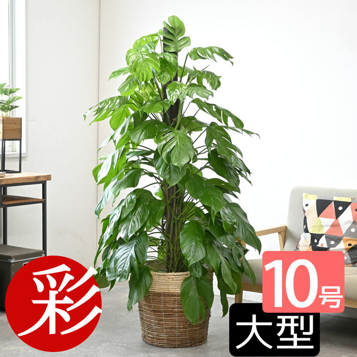 km190002_tmb.jpg?fitin=720:720