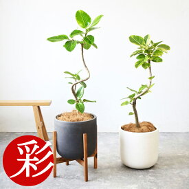 【11日01:59までポイント2倍】観葉植物 フィカス・アルテシーマ・バリエガタ 7号鉢 曲がり樹形 陶器ポット (ルーケト) 鉢カバー付き 大型 本物 ゴムの木 観葉植物 フィカス属 アルテシマ・バリエガータ 開店祝い お祝い ユーポット入り アルテシーマ